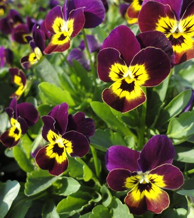 Viola Sorbet® Ruby and Gold Babyface